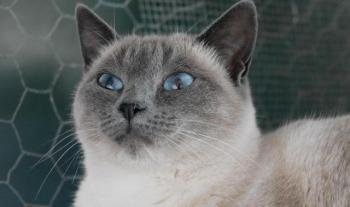 Bild von Isra