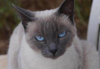 Bild von Isra