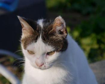 Daisy Bild von Daisy