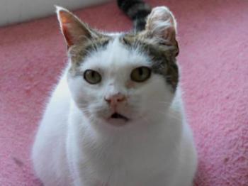 Daisy Bild von Daisy