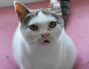 Daisy Bild von Daisy