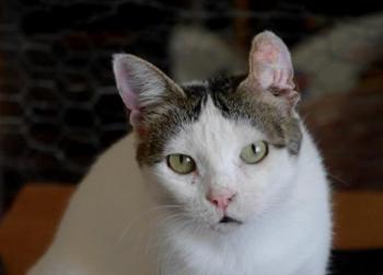 Daisy Bild von Daisy
