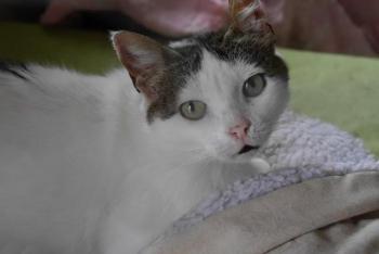 Daisy Bild von Daisy