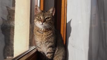 Migoya Bild von Migoya