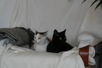 Bild von Allison