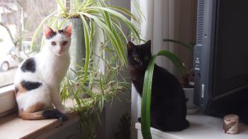 Bild von Allison