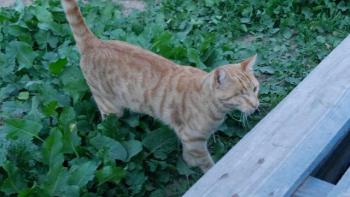 Bild von Kisho