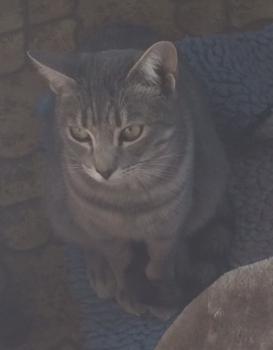 Bild von Sookie