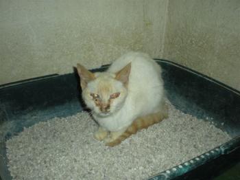 Lisa Bild von Lisa