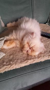 Bild von Pumuckl