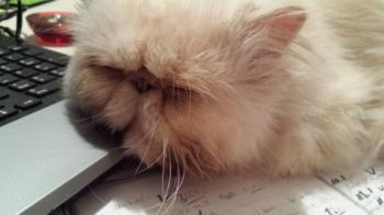 Bild von Pumuckl