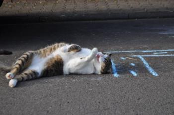 Bild von Mico