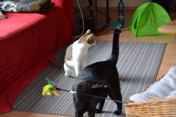 Timothy Bild von Timothy
