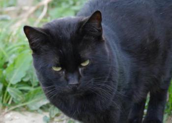 Banji Bild von Banji