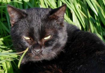 Banji Bild von Banji