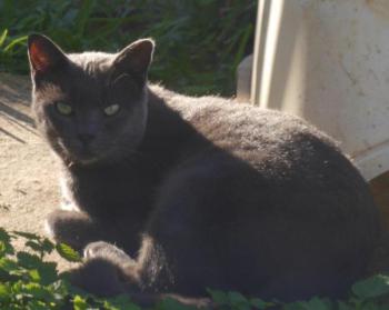 Bild von Parsa