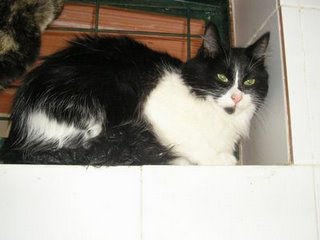 Lavinia Bild von Lavinia - Silke