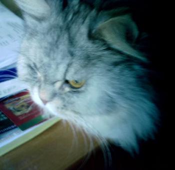 Zoey Bild von Zoey