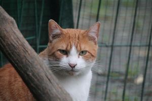 Bild von Joshua