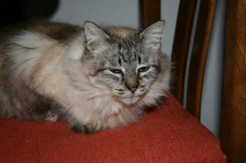 Candela Bild von Candela