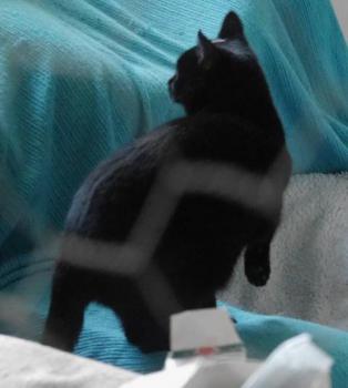Afro Bild von Afro