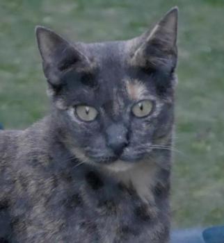 Bild von Afra