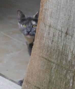 Bild von Afra