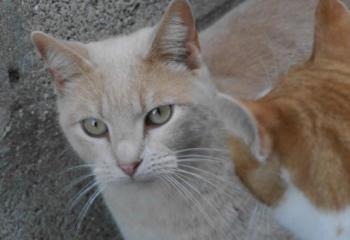 Akim Bild von Akim