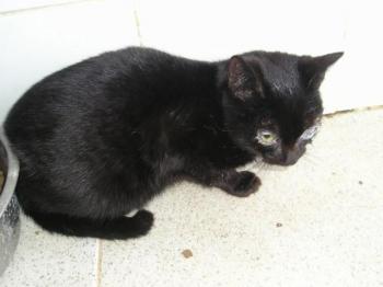 Merlin Bild von Merlin
