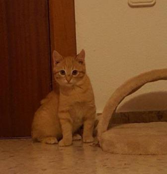 Bild von Messi