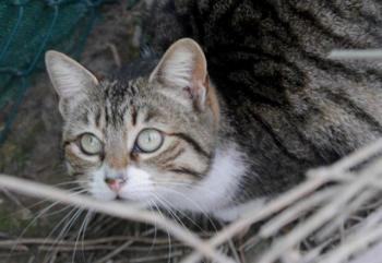 Bild von Shakina