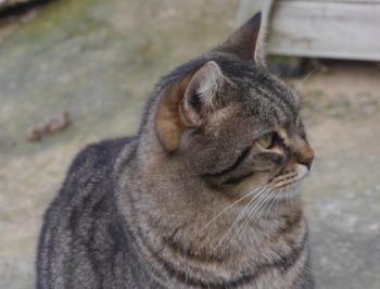 Tomasin Bild von Tomasin