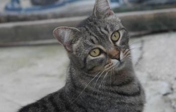 Tomasin Bild von Tomasin