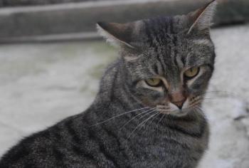 Tomasin Bild von Tomasin