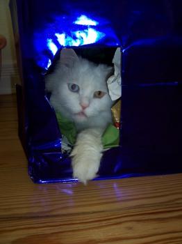 Dicker Bild von Bingo