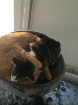 Cherie Bild von Cherie