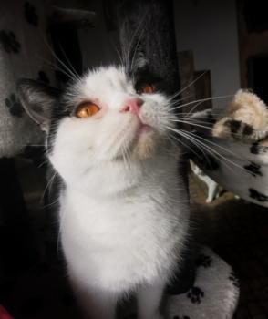 Suleika Bild von Suleika