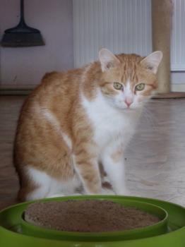 Garfield Bild von Garfield