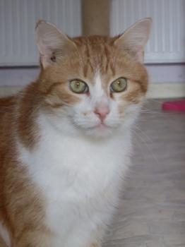 Garfield Bild von Garfield