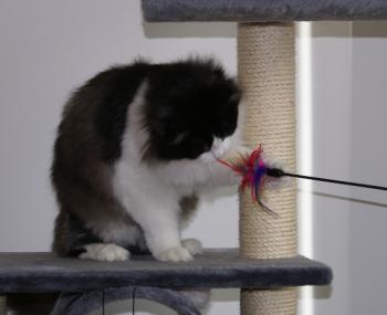 Sputnik Bild von Jerjes
