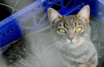 Bild von Bibi