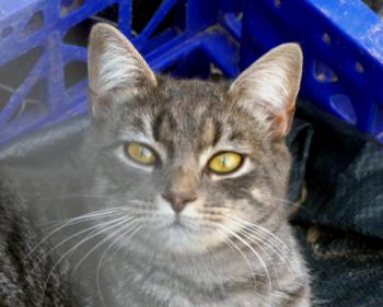 Bild von Bibi