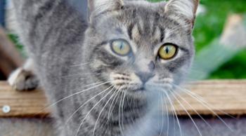 Bild von Bibi