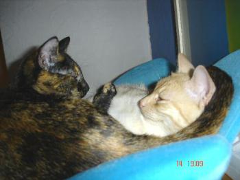 Guapa und Mori Bild von Guapa