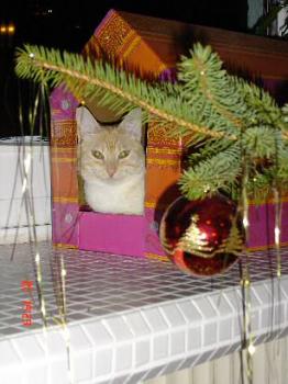 Guapa an Weihnachten Bild von Guapa
