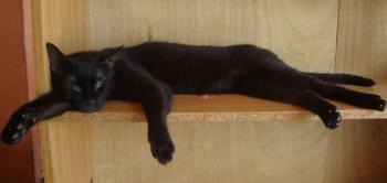 Pelat Bild von Pelat