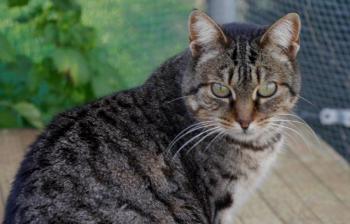 Tigger Bild von Tigger