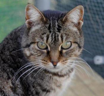 Tigger Bild von Tigger