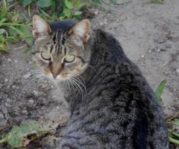 Tigger Bild von Tigger