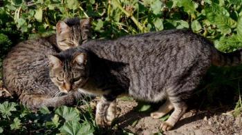 Tigger Bild von Tigger